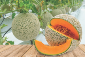 Read more about the article A Seed Company, Selling Premium Japanese Rice/ Melon Seeds